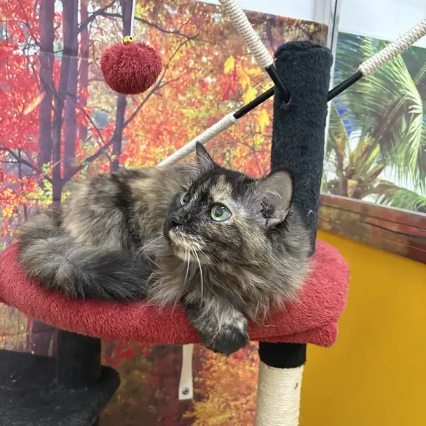 Curious cat at K9 Rox Club